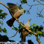 Geelvink imperial pigeon
