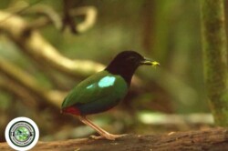 Biak Hooded Pitta