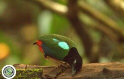 Biak Hooded Pitta