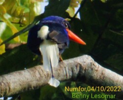 Numfor paradise kingfisher