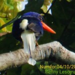 Numfor paradise kingfisher