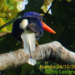 Numfor paradise kingfisher