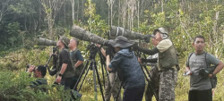3 DAYS / 2 NITES BIAK BIRDING PHOTOGRAPHY
Period 01-3 July 2023