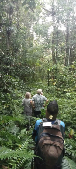 5 DAYS/4 NITES BIAK NUMFOR BIRDING TOUR
4-8 July 2023 ( 3 pax )