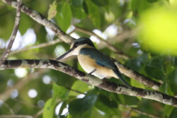 Collared Kingfisher