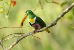 Geelvink Fruit Dove