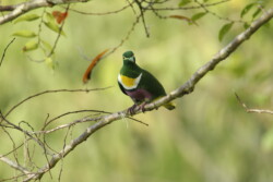 Geelvink Fruit Dove