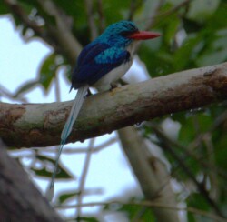 Biak Paradise Kingfisher