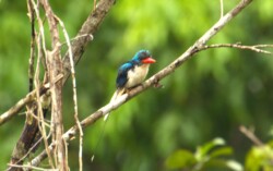 Biak Paradise Kingfisher