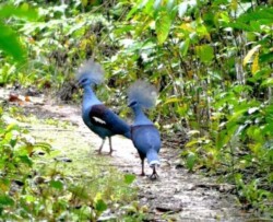 Westerm Crown Pigeon